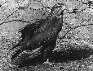 Black and White Print of a Buzzard