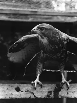 Vintage Bird Images Prints: BUZZARD