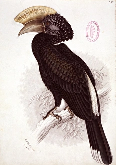 Bycanistes brevis, silvery-cheeked hornbill Bycanistes brevis, silvery-cheeked hornbill