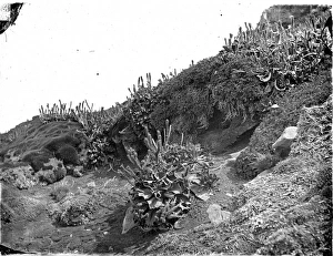 Cabbages, Kerguelen Island Cabbages, Kerguelen Island