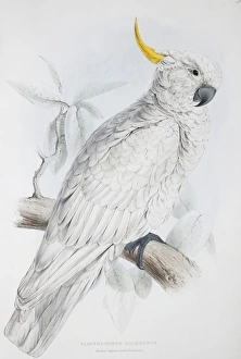 Cacatua galerita, sulphur-crested cockatoo Cacatua galerita, sulphur-crested cockatoo
