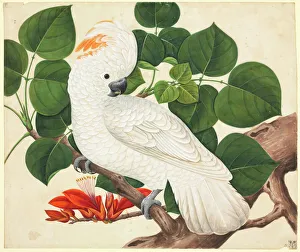 Cactua moluccensis, salmon-crested cockatoo Cactua moluccensis, salmon-crested cockatoo