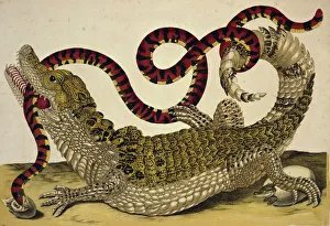Caiman crocodilus crocodilus and Anilius scytale Caiman crocodilus crocodilus and Anilius scytale