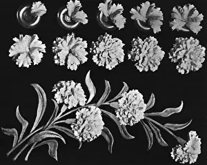 Full Carnation Print, 1936