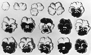Cake design, flower making. Stages in Pansy Making Cake design, flower making. Stages in Pansy Making