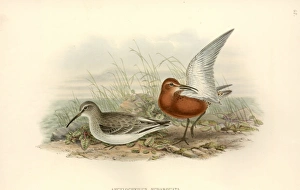 Calidris ferruginea, curlew sandpiper Calidris ferruginea, curlew sandpiper