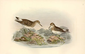 Calidris fuscicollis, white-rumped sandpiper Calidris fuscicollis, white-rumped sandpiper