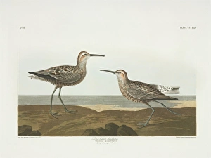 Calidris himantopus, stilt-sandpiper Calidris himantopus, stilt-sandpiper