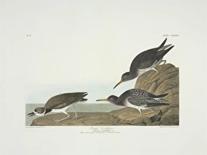 Calidris maritima, purple sandpiper, Charadrius wilsonius, W Calidris maritima, purple sandpiper, Charadrius wilsonius, W