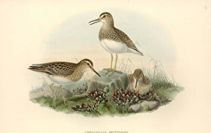 Calidris melanotos, pectoral sandpiper Calidris melanotos, pectoral sandpiper
