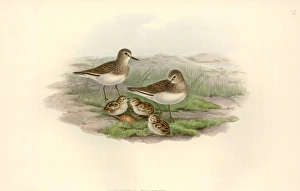 Calidris temminckii, Temmincks stint Calidris temminckii, Temmincks stint
