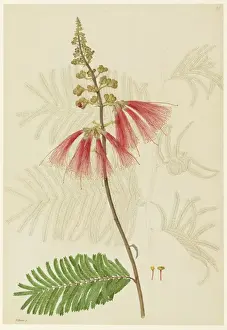 Rare Botanical Prints Online Prints: Calliandra sp