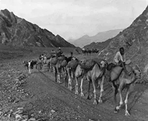Camel Caravan Print - Oman, 1930s