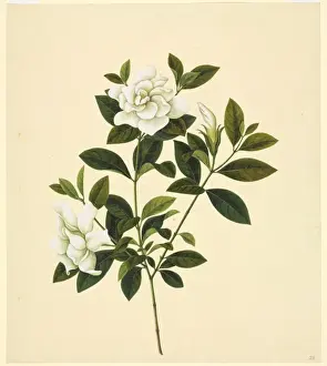 John Reeves Botanical Drawings Prints: Camelia cv