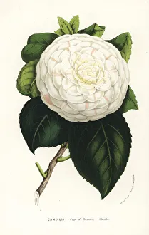 Camellia cultivar, Cup of Beauty, Camellia japonica Camellia cultivar, Cup of Beauty, Camellia japonica