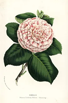 Camellia cultivar, Princess Frederick William Camellia cultivar, Princess Frederick William
