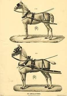 Camille & Fils, Paris - Horses in Harness Camille & Fils, Paris - Horses in Harness