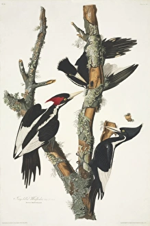 Campephilus principalis, ivory-billed woodpecker Campephilus principalis, ivory-billed woodpecker