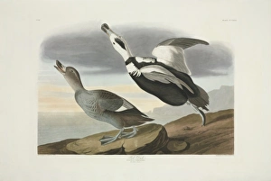 Camptorhynchus labradorius, Labrador duck Camptorhynchus labradorius, Labrador duck