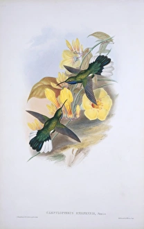 Campylopterus ensipennis, white-tailed sabrewing Campylopterus ensipennis, white-tailed sabrewing