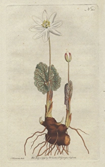 Canada puccoon or bloodroot, Sanguinaria canadensis Canada puccoon or bloodroot, Sanguinaria canadensis