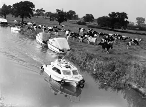 Shropshire Union Canal Prints: Canal & Cattle