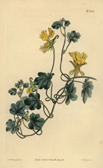 Canary creeper, Tropaeolum peregrinum Canary creeper, Tropaeolum peregrinum