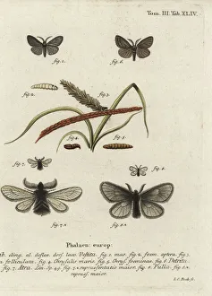 Canephora hirsuta, Ocneria detrita and Epichnopterix Canephora hirsuta, Ocneria detrita and Epichnopterix
