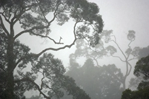A canopy of primary rainforest in a rainy and misty day A canopy of primary rainforest in a rainy and misty day