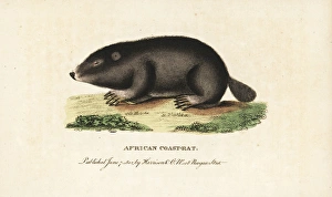 Cape dune mole rat, Bathyergus suillus Cape dune mole rat, Bathyergus suillus