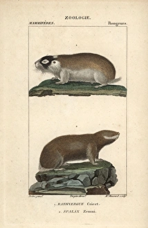 Cape mole rat, Georychus capensis, and Podolsk Cape mole rat, Georychus capensis, and Podolsk