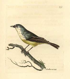 Cape Penduline-tit, Anthoscopus minutus Cape Penduline-tit, Anthoscopus minutus