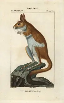 Historical Zoology Prints: Cape springhare, Pedetes capensis