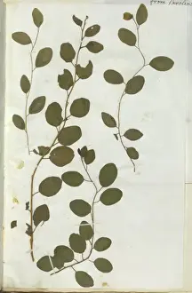 Capparis Spinosa Prints: Capparis spinosa, caper
