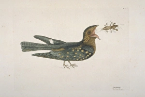 Caprimulgus carolinensis, chuck-wills widow Caprimulgus carolinensis, chuck-wills widow