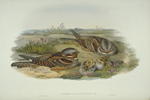 Caprimulgus europaeus, European nightjar Caprimulgus europaeus, European nightjar