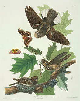 Caprimulgus vociferus, whip-poor-will Caprimulgus vociferus, whip-poor-will