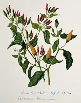 Solanaceae Flowering Plants Prints: Capsicum minimum, chillies
