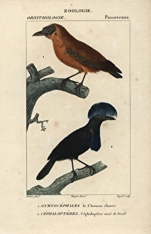 Capuchinbird, Perissocephalus tricolor Capuchinbird, Perissocephalus tricolor