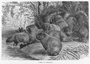 Prints of (hydrochaerus hydrochaeris). Also known as the carpincho : he heaviest of all rodents, resident in South America Caviidae Prints: Capybara Print: South American Rodent