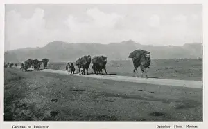 Caravan Prints: Camel Caravan to Peshawar Print, North West Frontier Province