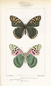 Cardinal butterfly, Argynnis pandora Cardinal butterfly, Argynnis pandora