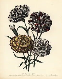 Carnation or Dianthus caryophyllus varieties Carnation or Dianthus caryophyllus varieties