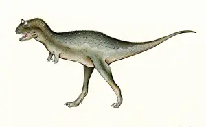 Mesozoic Era Animals Prints: Carnotaurus