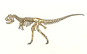 Carnotaurus Skeleton Print: Upper Cretaceous Era Dinosaur