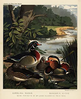 Carolina ducks, Aix sponsa, and Mandarin ducks, Aix Carolina ducks, Aix sponsa, and Mandarin ducks, Aix