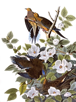 Carolina Turtle Dove, by John James Audubon Carolina Turtle Dove, by John James Audubon