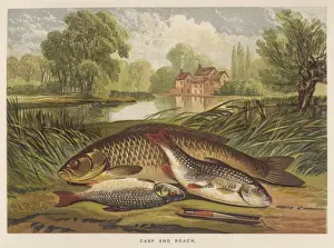 A Carp and a Roach Print