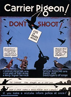 Carrier Pigeon poster
