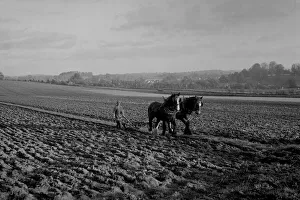 Carthorses ploughing a field, Sussex Carthorses ploughing a field, Sussex